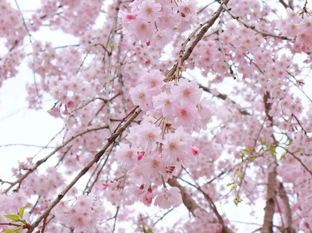 第十届中国（鹤壁）樱花季启动仪式在新世纪广场举行