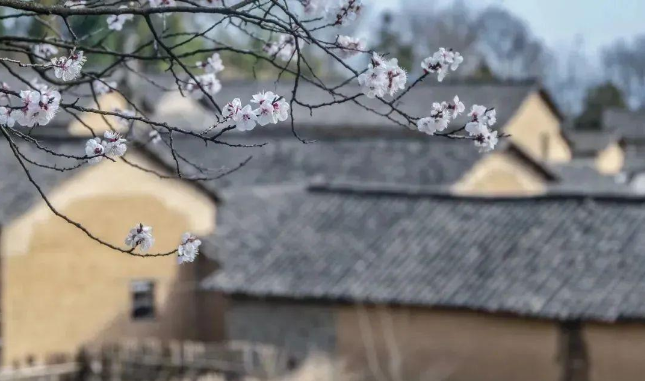 信阳的春天赏花详细指南